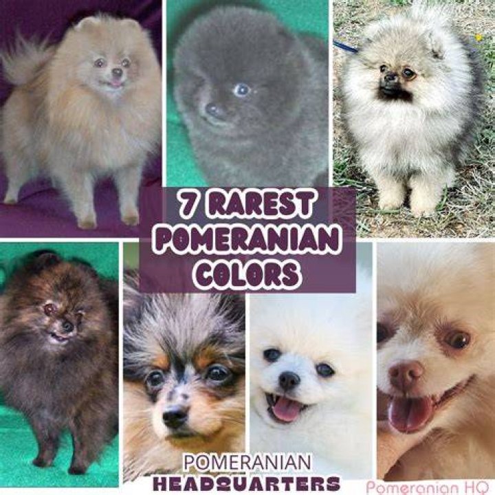 Which Colour Pomeranian is best?