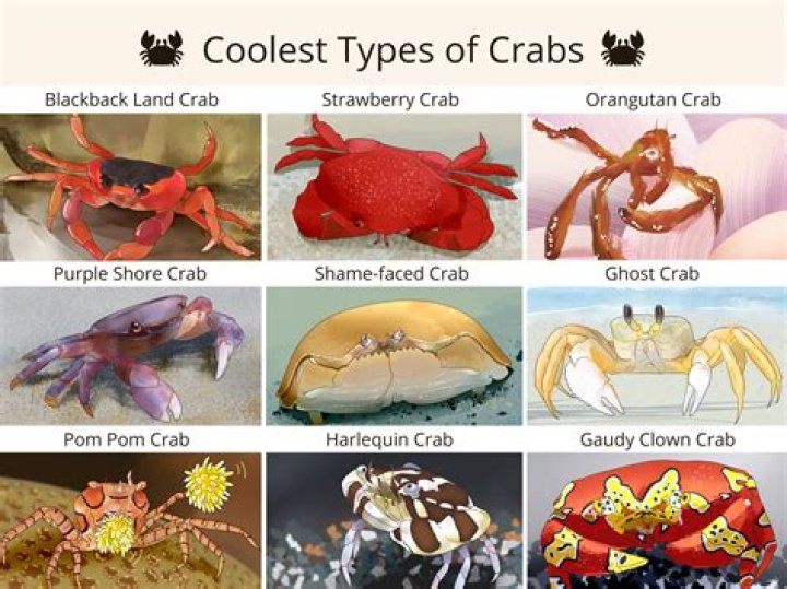 Which crab legs are bigger?