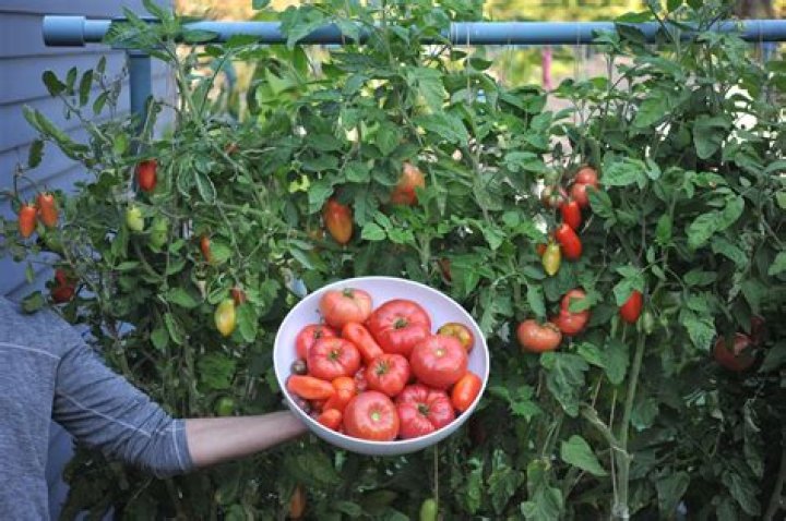 Which fertilizer is best for tomatoes?