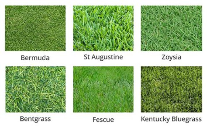 Which grass is used in football ground?