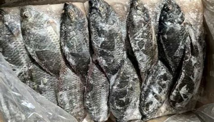Which is better black or red tilapia?