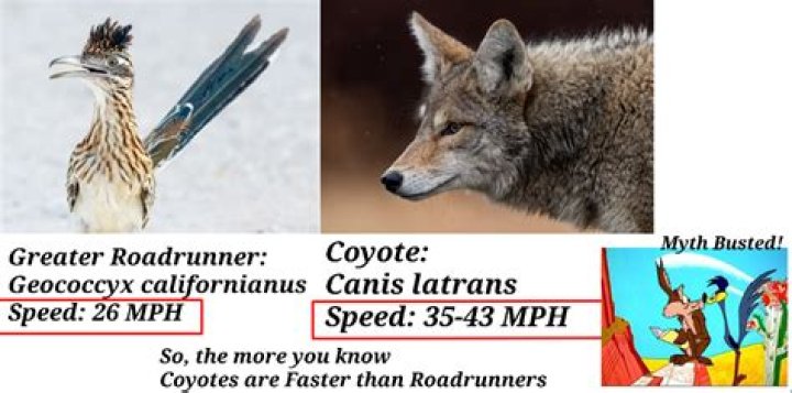 Which is faster roadrunner or coyote?