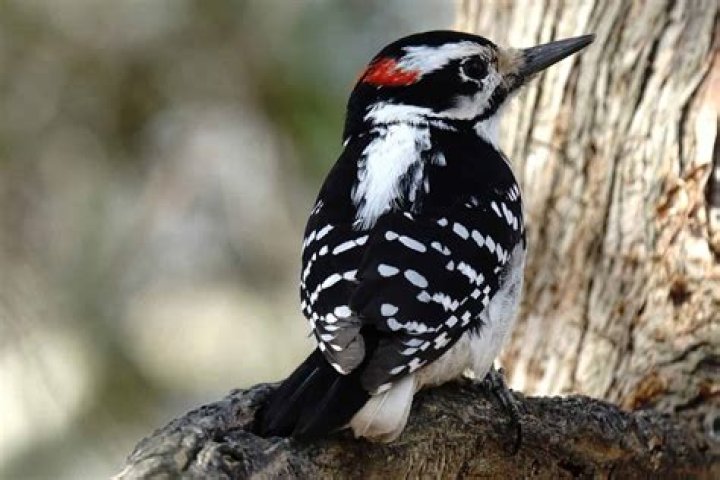 Which is the only bird that has no wings?