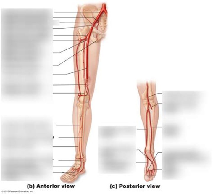 Which leg is your main artery in?