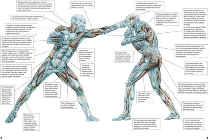 Which muscles help in a fight?