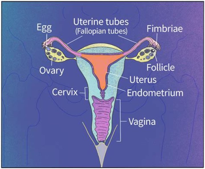 Which ovary produces a girl?