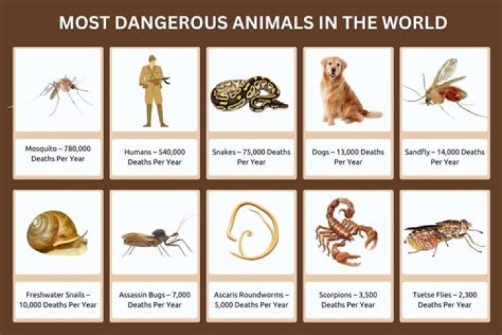 Which road is the deadliest?