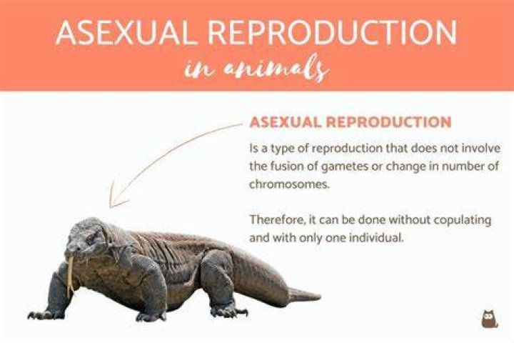 Which shark can reproduce without mating?