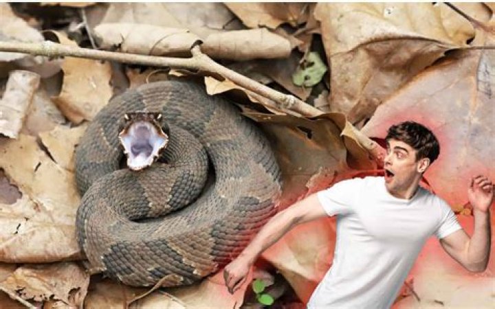 Which snake bite kills fastest?