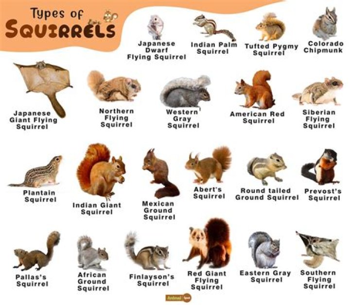 Which squirrels are the meanest?