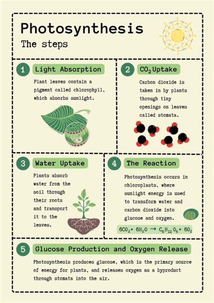 Which step is the beginning of photosynthesis quizlet?
