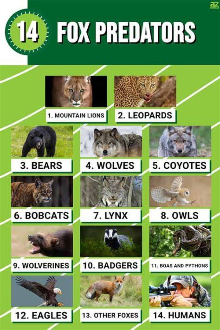 Who eats a fox?