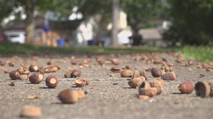 Who is Acorns backed by?