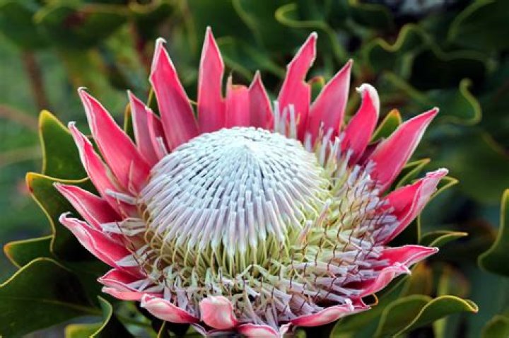 Who is our national flower?
