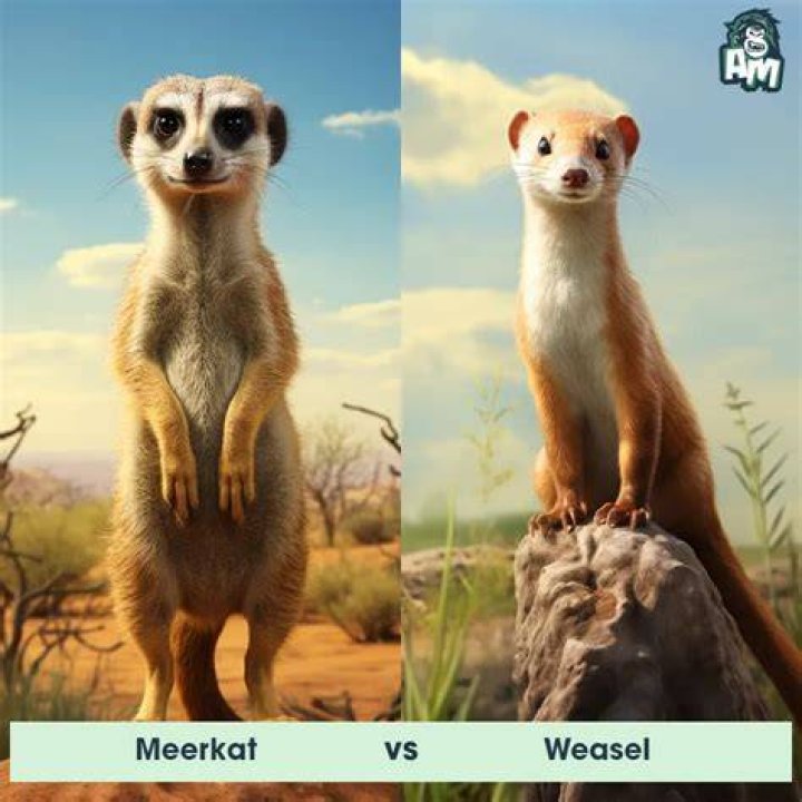 Who voices Compare the Meerkat?