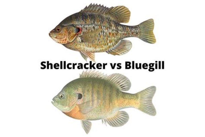 Why are bluegill called shell crackers?