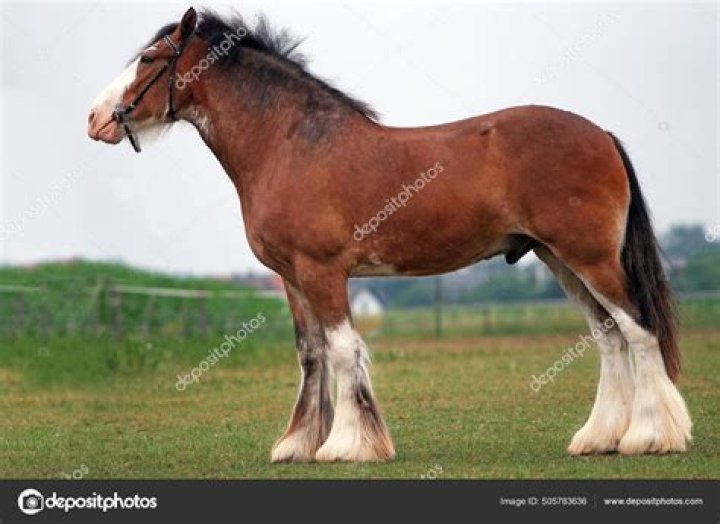 Why are Clydesdale horses so big?