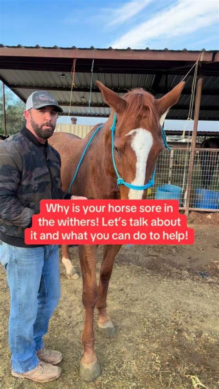 Why are my horses withers sore?