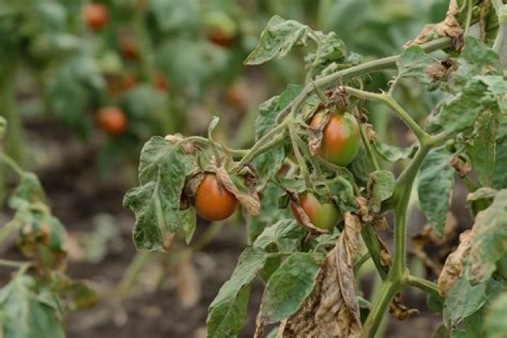 Why are my tomato plant leaves turning brown and dying?