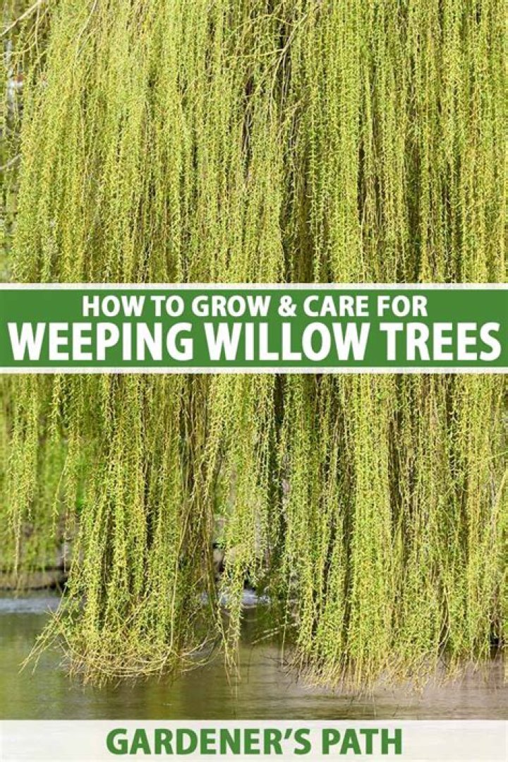Why are my willow branches turning black?