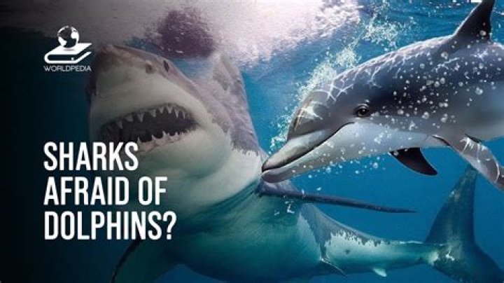 Why are sharks afraid of dolphins?