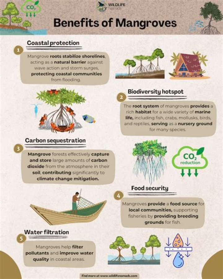 Why are the mangroves important?