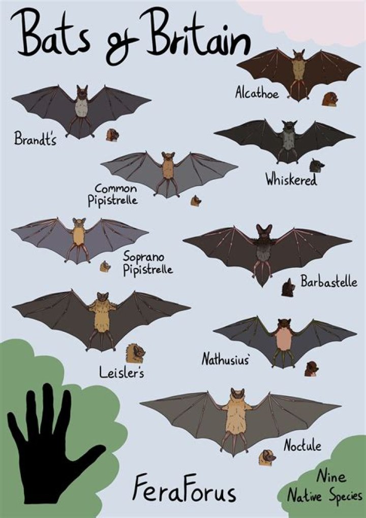 Why are there so many bats in my neighborhood?