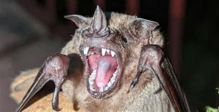 Why are we afraid of bats?