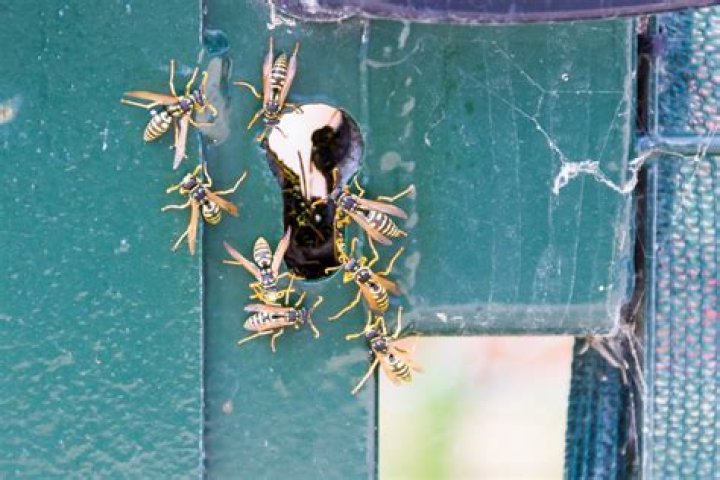 Why are yellow jackets so mean?