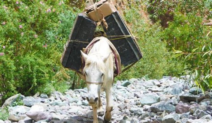 Why can horses carry humans?