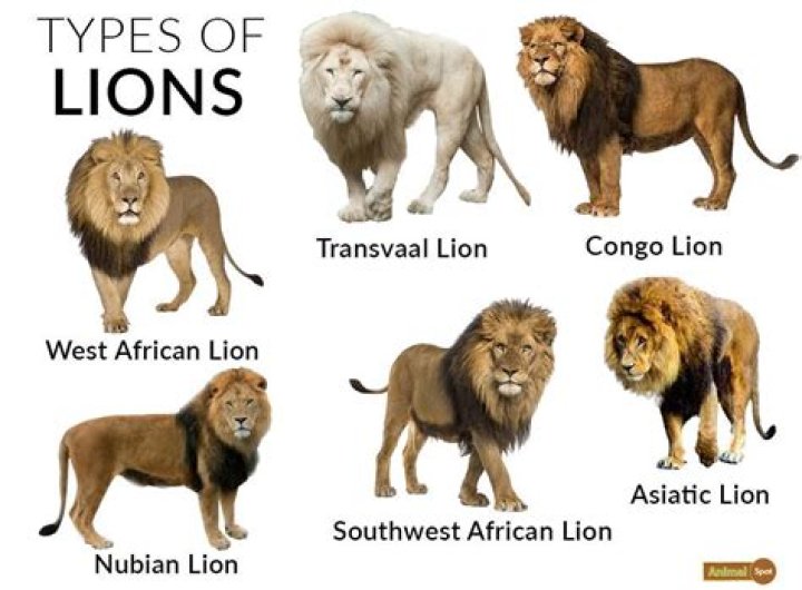 Why did Gujarat lions not in IPL?