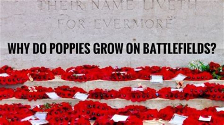 Why did Red poppies grow on the battlefields?