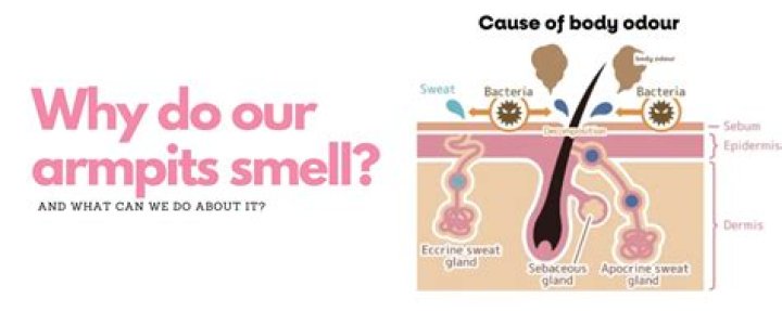 Why do armpits smell?
