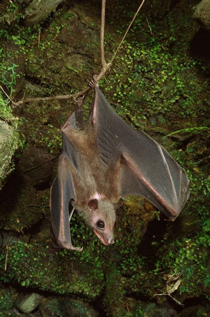 Why do bats hang upside?