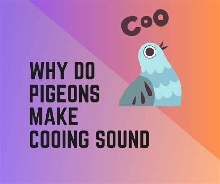 Why do cats make cooing noises?