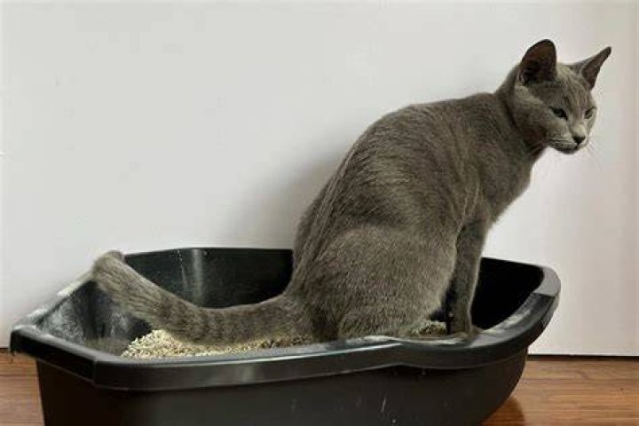 Why do cats pee on the floor instead of litter box?