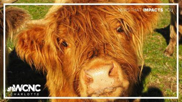 Why do cows chase you?