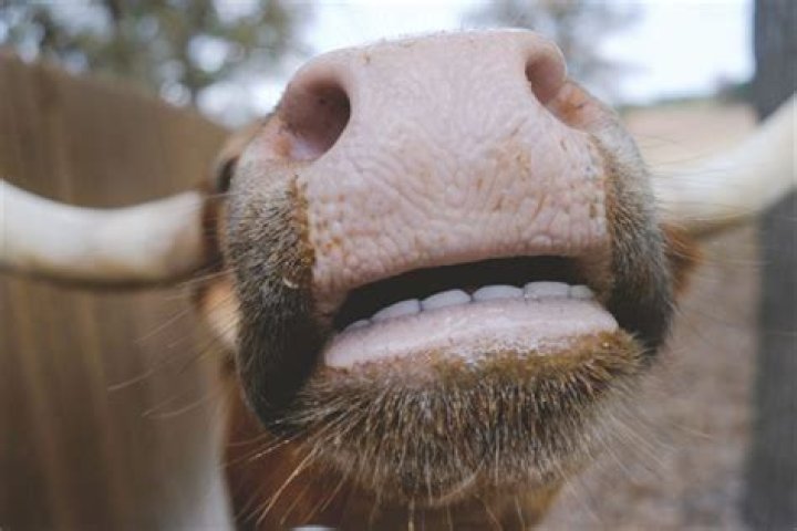 Why do cows pick their nose?