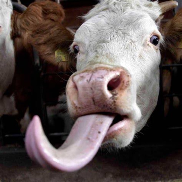 Why do cows stick their tongues out?