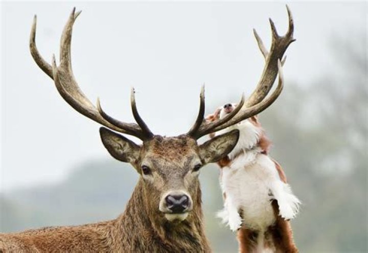 Why do dogs love deer antlers?
