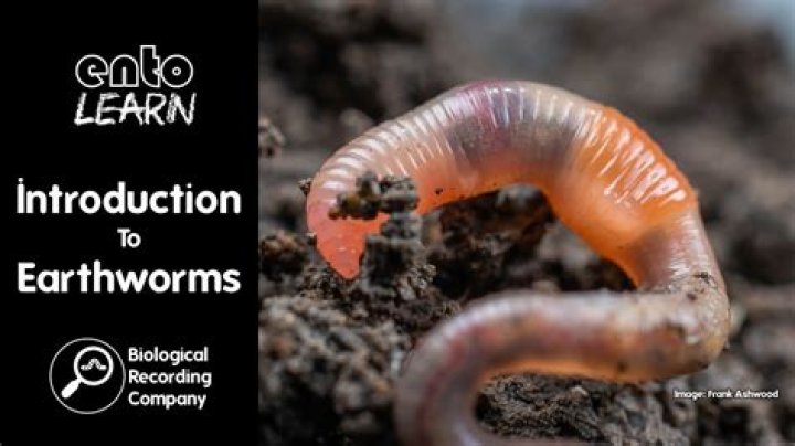 Why do earthworms curl up?