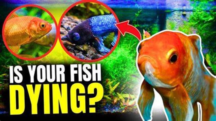 Why do fish swim up and down in corner of tank?