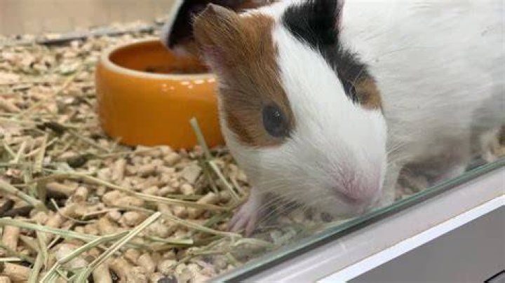 Why do guinea pigs poop in their food?
