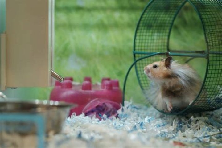 Why do hamsters pee in their wheels?