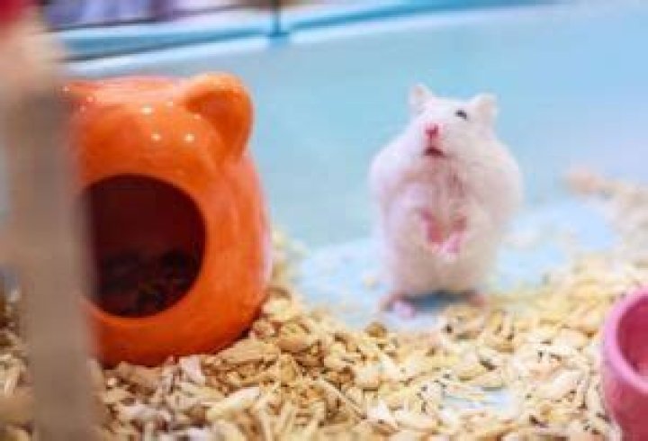 Why do hamsters stand on their back legs?