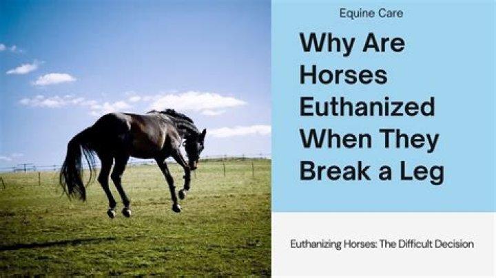 Why do horses get put down when they break a leg?