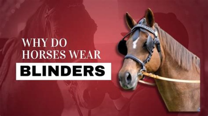 Why do horses wear hoods over ears?