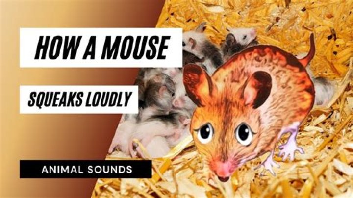 Why do mice squeak so loud?
