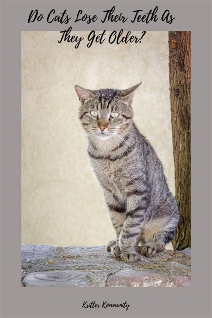 Why do old cats get skinny?