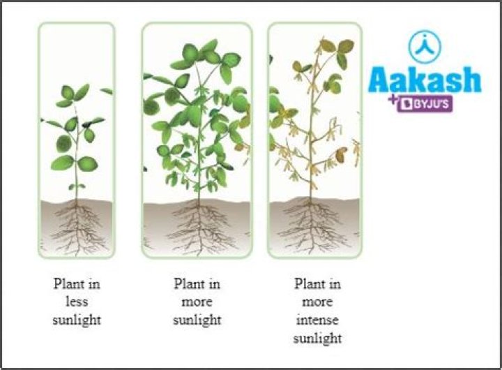 Why do plant grow taller in the dark?